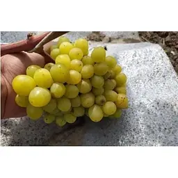 Саджанець Agro-Market Виноград Бажена (дуже ранній термін дозрівання, великі грона масою до 1500г) 1 шт. в упаковці (20038) - мініатюра 3