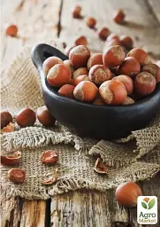 Саджанець Agro-Market Фундук Трапезундський (середній термін дозрівання, перехресне запилення, садити по 2 шт.) 1 шт. в упаковці (24613) - мініатюра 4