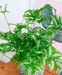 Саджанець Agro-Market Птеріс Критський Albolineata (112546) 1 шт. в упаковці (кімнатний) - мініатюра 2