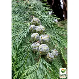 Саджанець Agro-Market Кипарисовик Alumi Gold Chamaecyparis вазон П9 (176624) - мініатюра 4