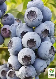 Саджанець Agro-Market Лохина 3-х річна Ріка (Reka) С5 висота 70-90см 1 шт. в пакуванні (182326) - мініатюра 3