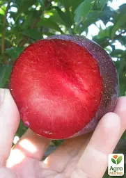 Саджанець Agro-Market Слива Бербанк гігант (літній сорт, середній термін дозрівання) 1 шт. в упаковці (49602) - мініатюра 2