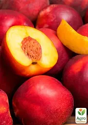 Саджанець Agro-Market Нектарин Стар Мей (лисий персик, літній сорт, середній термін дозрівання) 1 шт. в упаковці (178798) - мініатюра 2