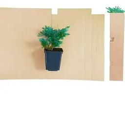 Саджанець Agro-Market Ялівець скельний Блю Ерроу (Blue Arrow) горщик P9 (25864) 1 шт. в упаковці - мініатюра 3