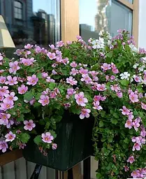 Бакопа Agro-Market Mega Copa Pink Ампельна 1 саджанець в упаковці - мініатюра 2