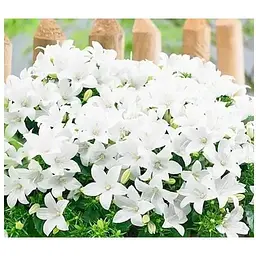 Цибулина Agro-Market Кампанула квітуча Isophylla Atlanta White (178711) 1 шт. - мініатюра 3