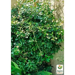 Саджанець Agro-Market Трахелоспермум Jasminoides висота 50 см (179798) 1 шт. - мініатюра 5