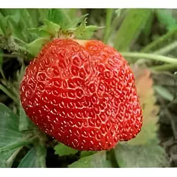 Саджанець Agro-Market Полуниця Гігантелла 5шт (середньо-пізній термін дозрівання, великоплідний сорт) (46452) - мініатюра 5