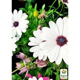 Саджанець Agro-Market Остеоспермум Margarita White (178531) 1 шт. в упаковці - мініатюра 2