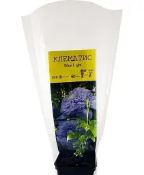 Клематис Agro-Market Blue Light 1 саджанець в упаковці (38363) - мініатюра 5