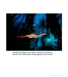 Fifty Places to Dive Before You Die. Diving Experts Share the World's Greatest Destinations - мініатюра 12