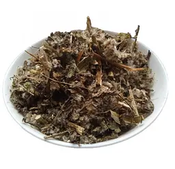 Золотарник канадський Трава Solidago canadensis - мініатюра 1