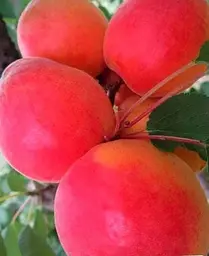 Саджанець Agro-Market Абрикос Ерлі Блаш (літній сорт, ранньостиглий термін дозрівання) (35459) 1 шт. в упаковці - мініатюра 3