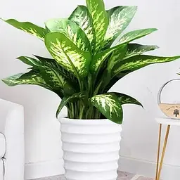 Дифенбахія Agro-Market (Dieffenbachia)Tropic Snow висота 40-60см (185442) 1 саджанець в упаковці кімнатний