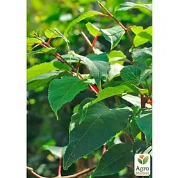 Саджанець Agro-Market Актинідія 2-х річна аргута Джамбо (міні-ківі, морозостійкий сорт) вазон С1 (179777) 1 шт. - мініатюра 2