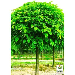 Саджанець Agro-Market Катальпа звичайна (25854) - мініатюра 3