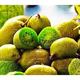 Саджанець Agro-Market Актинідія Римма (міні-ківі, морозостійкий сорт, пізній термін дозрівання) 1 саджанець (24594) - мініатюра 2