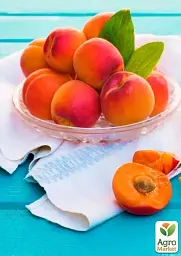 Саджанець Agro-Market Абрикос Робада (літній сорт, ранній термін дозрівання) 1 шт. в упаковці (39862) - мініатюра 3