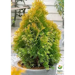 Саджанець Agro-Market Туя складчаста Goldy контейнер P9 (51022) - мініатюра 2