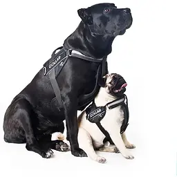 Шлея Dog Extreme "Police" №2 (В:40-60см), чорний - мініатюра 4