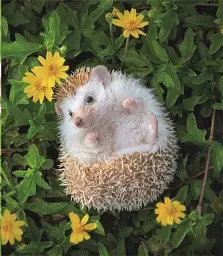 This Book Is Literally Just Pictures of Tiny Animals That Will Make You Smile - мініатюра 3