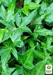 Саджанець Agro-Market Плющ вічнозелений садовий вузьколистий Sagittaefolia С2 висота 25-50см (177036) - мініатюра 2
