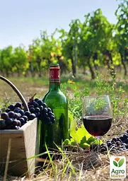 Саджанець Agro-Market Виноград Каберне Таврійський (винний сорт) 1 шт. в пакуванні (44316) - мініатюра 2