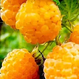 Малина Agro-Market "Жовтий Гігант" (ремонтантний сорт, один з найвідоміших) 1-річний саджанець (189516) 1 шт в упаковці