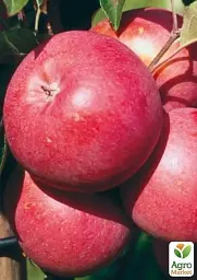 Саджанець Agro-Market Яблуня Амулет (Ранньозимовий сорт) 1 шт. в упаковці (25934) - мініатюра 2