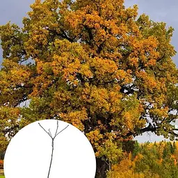 Дуб англійський Agro-Market звичайний Quercus robur С2 189157 1 саджанець в упаковці