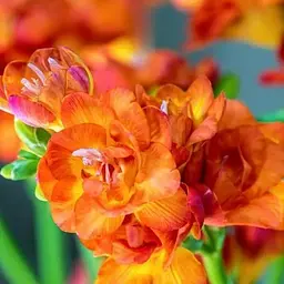 Фрезія махрова "Orange" 5 шт (39528)