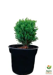 Саджанець Agro-Market Туя 3-річна західна Teddy S3 висота 20-30 см 1 шт. в упаковці (62797) - мініатюра 3