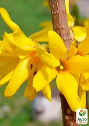 Саджанець Agro-Market Форзиція європейська Goldzauber (177228) - мініатюра 2