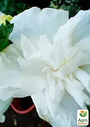 Саджанець Agro-Market Гібіскус деревовидний махровий White Chiffon (48796) - мініатюра 2