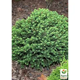 Саджанець Agro-Market Ялина звичайна Tompa C2, висота 15-20 см (176881) - мініатюра 2