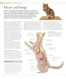 The Cat Encyclopedia - мініатюра 8