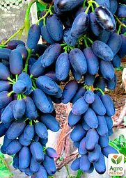 Саджанець Agro-Market Виноград Академік (дуже раннього терміну дозрівання) 1 шт. в пакуванні (48719) - мініатюра 2
