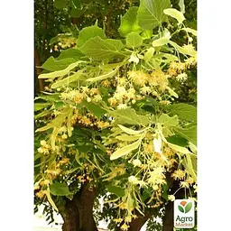 Саджанець Agro-Market Липа світло-зелена Королівська (дуже ароматний сорт) (23893) - мініатюра 2