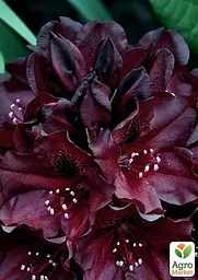 Саджанець Agro-Market Рододендрон низькорослий вічнозелений Блек Відо (Black Widow) (51826) - мініатюра 2