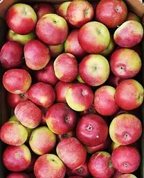 Саджанець Agro-Market Яблуня Лігол (зимовий сорт) (21373) 1 шт. в упаковці - мініатюра 2