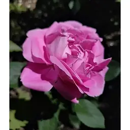 Троянда флорибунда Agro-Market Peony Pink Пиони Пінк 1 шт. в упаковці (51249) - мініатюра 4