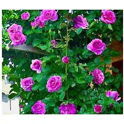Троянда в контейнері плетиста "Violette Parfume" (саджанець класу АА+) (180857) 1 саженец