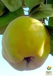 Саджанець Agro-Market Айва Відмінниця (осінній сорт, середнього терміну дозрівання) 1 шт. в упаковці (39898) - мініатюра 3