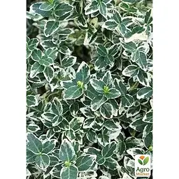 Саджанець Agro-Market Бересклет на штамбі Emeral Gaiety (декоративний морозостійкий сорт) (136959) 1 шт. в упаковці - мініатюра 2