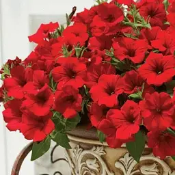 Петунія Alpetunia "Velvet Red" (контейнер №10 висота 10-15см) (190183) 1 саженец