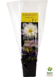 Саджанець Agro-Market Клематис Veronica's choice (16170) - мініатюра 3