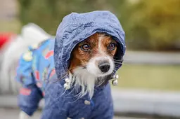 Комбінезон Smart Pet Роуз - мініатюра 6