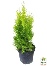 Саджанець Agro-Market Туя західна 2-річна Jantar С3 висота 20-30 см 1 шт. в упаковці (101968) - мініатюра 3