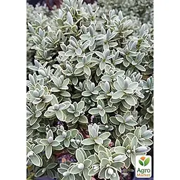 Хебе товстолиста 2-х річна Agro-Market (Hebe pinguifolia) С2 висота 15-25 см (115274) 1 саджанець в упаковці 