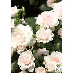 Троянда грунтопокривна Agro-Market Aspirin Rose саджанець класу АА+ вищий сорт 1 шт. в упаковці (37273) - мініатюра 2